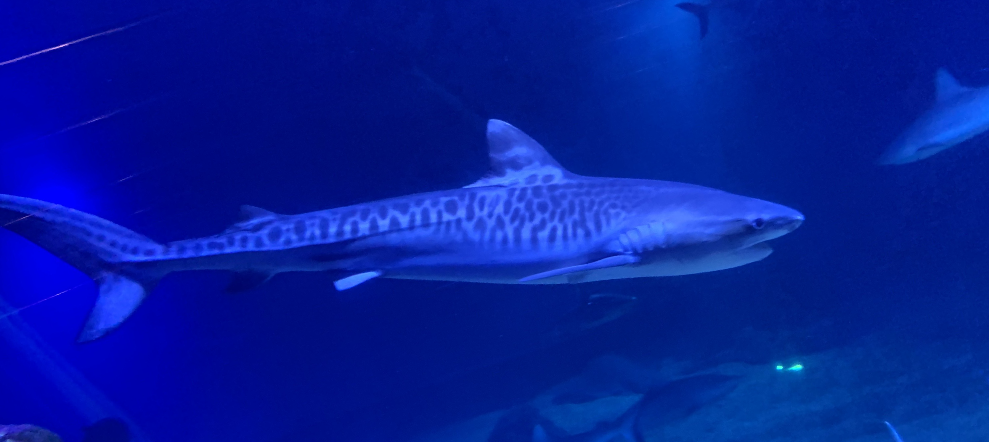 Tiger Shark